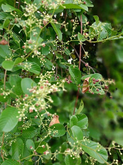 The image shows a close-up view of a plant with green leaves and small, round white flowers. Some of the flowers have small red centers. There are also some brown leaves visible, and the background is a blurry mix of green foliage. The image was taken in Geulanggang Baro, Indonesia.