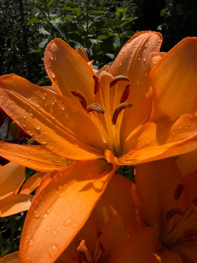 This is a close-up, vertical, outdoor photograph of orange lily flowers. The foreground is dominated by the petals of the lilies, some of which are covered in small water droplets that glint in the sunlight. The stamens and pistils of the lilies are visible in the center of the flowers, featuring deep red anthers and yellow filaments. In the background, out-of-focus green foliage can be seen, suggesting a garden or natural setting. The lighting suggests it is daytime, with sunlight casting shadows and highlighting the texture of the petals. There are no people or animals visible in the image. The photograph does not contain any information about the city of Александровка, Russia.