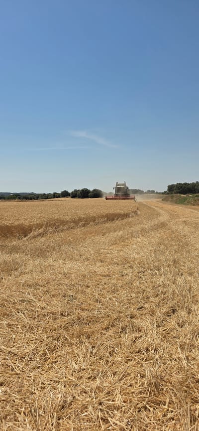 An agricultural field in Angüés, Spain, is captured under a clear blue sky. A combine harvester, primarily white and red, is actively harvesting a field of ripe wheat. The harvested area shows cut stalks, with the combine leaving a trail of cut straw. In the background, a line of dark green trees borders the field, and further in the distance, a subtle ridge of hills is visible. The foreground is dominated by a dense layer of straw, indicating recent harvesting.