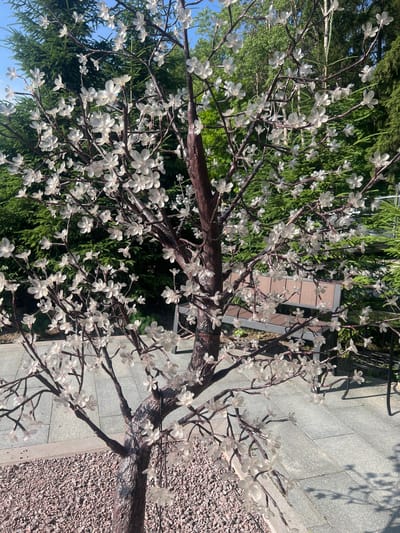 A close-up shot focuses on a decorative artificial tree with white, translucent flowers, resembling cherry blossoms. The tree branches are dark brown and intricately spread out, adorned with numerous delicate blooms. In the background, lush green coniferous trees provide a natural backdrop. To the right of the tree, a paved walkway made of grey rectangular stones is visible, with scattered gravel on the right edge of the frame. The lighting suggests it is daytime, with shadows cast on the pavement, indicating sunlight. The scene appears to be an outdoor setting, possibly a park or a garden, given the presence of trees and landscaping elements. No people are visible in the image, and there is no visible text. The overall mood is serene and decorative.