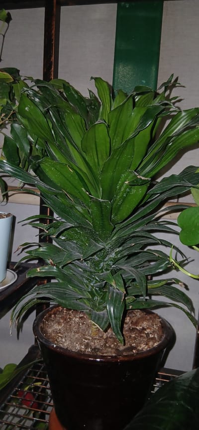 The image shows a potted plant with lush green leaves. The plant is in a dark brown ceramic pot, filled with soil. The pot is placed on a metal shelf. In the background, there is a grey wall and a vertical green element, possibly part of a larger structure or another plant. There are also hints of other plants and objects on the shelves, but they are out of focus. The lighting appears to be artificial, casting soft shadows. There is no indication of the city of Charshanba, Uzbekistan, in this image.