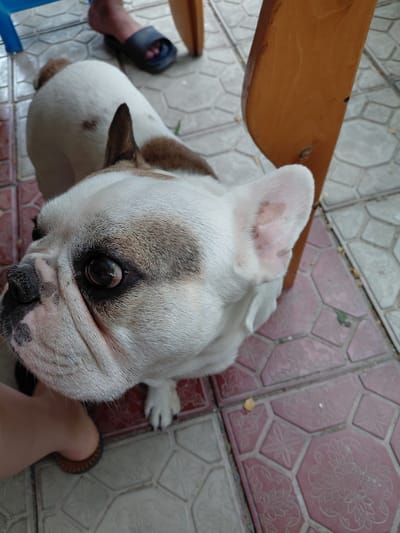 The image shows a top-down view of a white French bulldog with brown markings on its face and ears. The dog is looking up towards the camera. The setting appears to be outdoors, with a tiled floor in the background. The tiles are a mix of pink and grey, with decorative patterns. There is a wooden object, possibly a bench or table, on the left side of the image. A person's feet are visible on the left and right sides of the frame, wearing sandals. The lighting suggests it could be daytime. The dog's expression is attentive. There is no visible text in the image. The location context is Ақши, Kazakhstan.