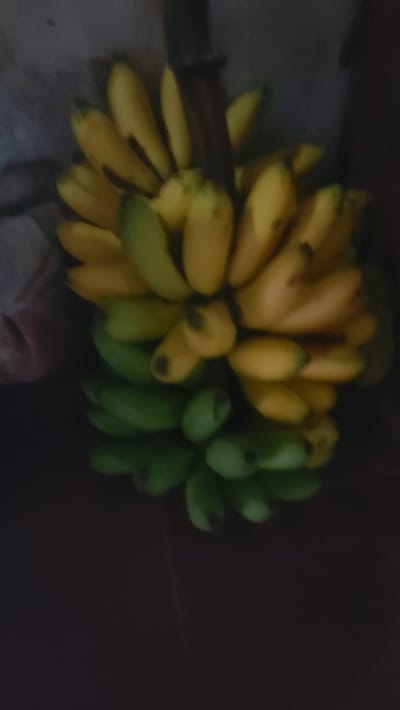 A bunch of bananas hangs from a dark object. The bananas are a mix of green and yellow. The scene is dimly lit and appears to be indoors, possibly in Meunasahblangara, Indonesia, though the specific location is not explicitly depicted in the image.