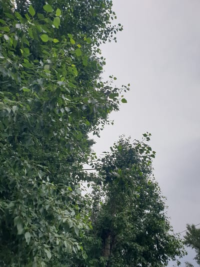An overcast sky forms the background for a shot of tall green trees in Ust-Ordynsky, Russia. The trees fill the majority of the frame, with their dense foliage obscuring most of the sky. The branches of the trees are thick and spread out, creating a canopy that is characteristic of a forest or park setting. The leaves are a deep green and appear healthy, suggesting a good growing season. The overall impression is one of natural beauty and tranquility.