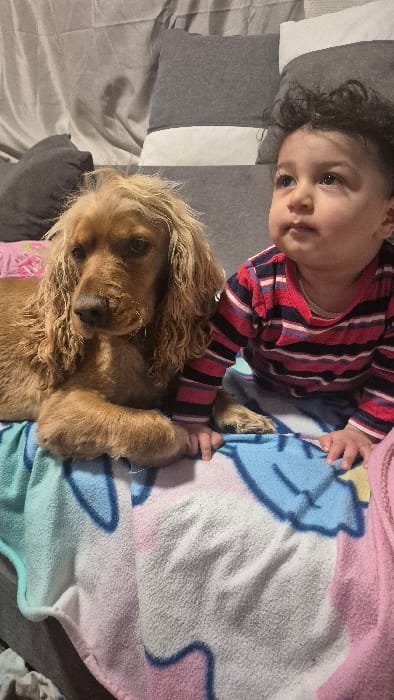 This image depicts an indoor scene in the city of Melle, Belgium. The primary subjects are a light brown, long-haired dog, possibly a Cocker Spaniel, and an infant. The dog is positioned on the left, lying down with its head facing forward and slightly left. It has dark eyes and light-colored fur strands around its muzzle. The infant, with light skin and dark, curly hair, is situated to the right of the dog, looking upwards and to the right of the frame. The infant wears a long-sleeved shirt with horizontal red, white, and blue stripes. Both subjects are on a multi-colored fleece blanket, predominantly light blue, white, and pink, with an indistinct pattern. The infant's hands are resting on the blanket near the dog's front paws. In the background, a gray fabric surface, consistent with a couch or bed, is visible, along with several pillows; some are solid gray, and one features a gray upper section with a white lower stripe.
