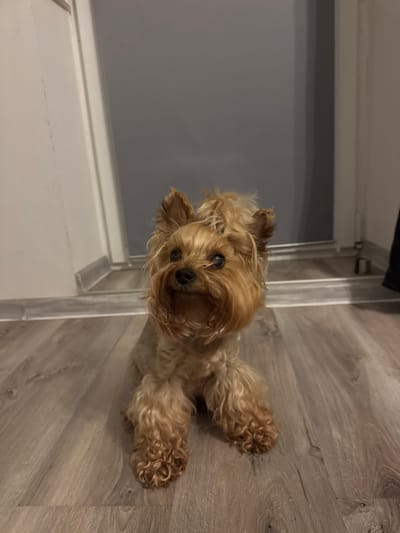 A small, tan Yorkshire Terrier dog is sitting on a light-colored wooden floor. The dog is facing slightly to the left, with its head tilted up. Its fur is light brown and tan, with a shaggier mane around its face and ears. The dog has dark eyes and a black nose. The background is dimly lit, with a white door or wall on the left and a grey wall on the right. There is a light-colored baseboard running along the bottom of the walls. The image appears to be taken indoors, in what looks like a residential setting. There is no specific indication of the location within the city of Rzeszów, Poland.