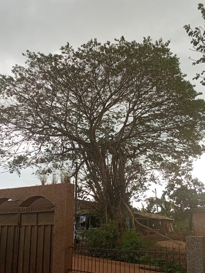 The scene is set in Konongo, Ghana, under an overcast sky. A large, mature tree, likely a banyan, with a wide, dense canopy and numerous aerial roots, occupies the central and upper portions of the frame. To the left, a textured, brown-orange facade with two arched top sections features a dark, horizontally paneled metal gate, topped with barbed wire. In the immediate foreground, a dark metal fence with decorative scrollwork spans the width of the image. Behind this fence, underneath the tree canopy, a small vendor stall with a blue corrugated metal roof displays various items. Adjacent to this, a rustic structure with a sloped, dark roof supported by visible wooden beams is present. The ground appears unpaved, with additional foliage and trees in the background. No individuals, actions, or interactions are discernible.