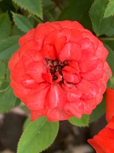 A close-up, eye-level shot captures the center of a vibrant, fully bloomed red rose in Ban San Ton Kok, Thailand. The rose's petals are densely packed, forming a rounded bloom with a slightly open center revealing dark brown stamens and some dried seeds. The texture of the petals is soft and slightly ruffled, with some appearing more creased than others. The edges of some petals show faint white striations. The rose is surrounded by blurred green foliage, suggesting it is part of a garden or bush. The lighting is natural, highlighting the saturated red of the flower.