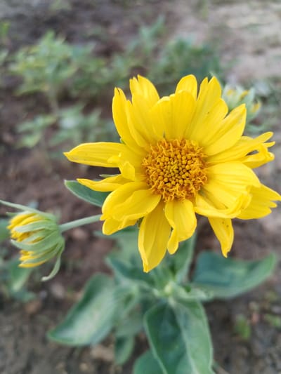 A close-up, high-angle shot captures a vibrant yellow daisy in full bloom. The daisy's petals are delicate and slightly curled, with a textured, golden center. To the left of the main flower, a smaller, unopened bud, also yellow and green, is visible. The foreground is dominated by the flower and its green stem and leaves. The background consists of muted green foliage and brown soil, creating a soft, natural setting. The image is sharp and detailed, highlighting the intricate textures of the flower. The location is identified as Bilousivka, Ukraine.