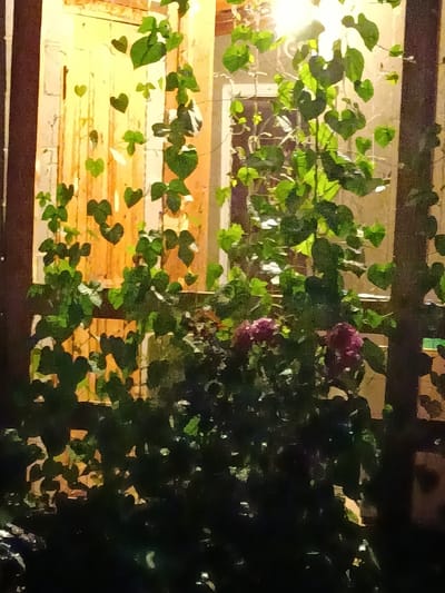 The image shows a nighttime view of a building exterior with a vine growing in front of it, possibly in Kyzyl Suu, Kyrgyzstan. The vine is lush with heart-shaped green leaves, and some clusters of dark pink flowers are visible at the bottom. The background appears to be a window or door with warm lighting emanating from within, illuminating the leaves and creating a soft glow. The overall impression is one of natural beauty intertwined with architectural elements, set against the darkness of night.