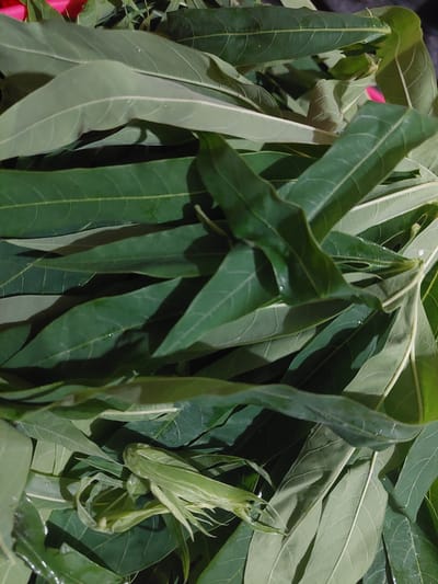 A pile of fresh, green cassava leaves, some with water droplets, are arranged in a jumbled fashion. The leaves exhibit visible veins and are a vibrant shade of green. The background is dark and out of focus, with a hint of a pink or red object peeking out from the top left corner, possibly indicating a container or surface. This image appears to be a close-up shot of harvested cassava leaves, likely in an outdoor or kitchen setting in Jelutung, Indonesia, given the context.