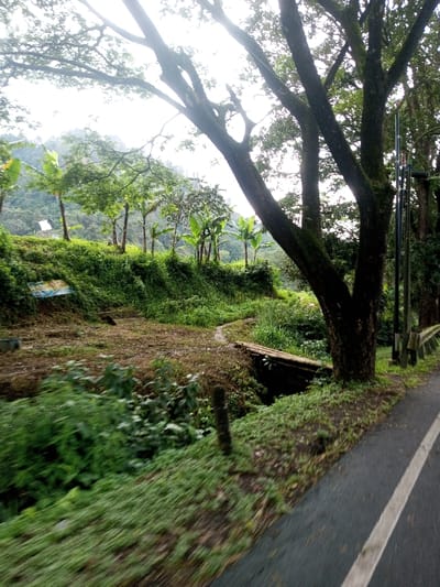 The scene depicts a rural roadside environment in Domphoog_Dungkarchhoeling, Bhutan, under overcast daylight conditions. In the right foreground, a dark gray paved road with a solid white line on its left edge runs diagonally. Immediately adjacent to the road, a large, dark-barked tree, heavily covered in moss, rises from the ground, its multiple branches extending upward and to the left. To the right of this tree, a segment of a metal guardrail is visible, alongside several slender utility poles.
To the left of the road and the large tree, a steep embankment is densely covered in various green vegetation, including grasses, shrubs, and several prominent banana trees characterized by their broad leaves. At the base of this embankment, a cleared area of brown earth forms a dirt path. This path is intersected by a narrow, dark channel or ditch, over which a rudimentary bridge made of several parallel bamboo poles is positioned. Further to the left on the embankment, a piece of blue tarp or fabric is partially visible among the foliage, and two small, cylindrical metal containers are present on the ground near the left edge of the dirt area. The background features densely forested hills or mountains beneath a bright, diffused sky. No individuals are visible, and no specific actions or interactions are depicted.