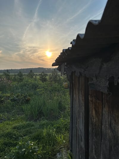 The image depicts a rustic wooden shed with a corrugated metal roof, positioned in the foreground on the right side of the frame. The shed's weathered wooden planks are visible, showing signs of age and decay. Beyond the shed, a lush green landscape unfolds under a hazy sky with the sun setting in the distance. The horizon is marked by a dense line of trees, suggesting a rural or forested area. In the mid-ground, there is a field with various types of vegetation, including tall grass, plants with spherical seed heads, and a few scattered pine saplings. To the left, a small patch of pink flowers is visible. A yellow barrel-like object can be seen in the middle ground, peeking through the foliage. The overall lighting suggests it is either sunrise or sunset, with the sun's rays casting a warm glow across the scene. The location is identified as Sredneye Kechevo, Russia. No people or animals are present in the image.