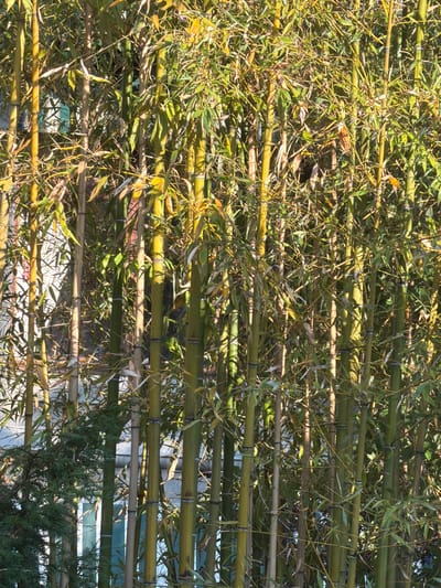 The image shows a dense stand of bamboo stalks in La Tour-de-Peilz, Switzerland. The stalks vary in color from green to yellow and brown, with some appearing weathered. They are covered in numerous thin, green leaves, some of which are dry and brown, creating a textured, almost chaotic appearance. Sunlight filters through the leaves and stalks, casting shadows and highlighting the different textures and colors. In the background, a building with windows is partially visible through the bamboo, suggesting an urban or suburban setting. The overall impression is one of lush, natural growth, possibly a garden or a wild patch within a populated area.