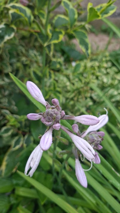 This is a close-up, vertical, outdoor photograph of a cluster of light purple hosta flowers with water droplets on their petals. The flowers are in various stages of bloom, with some fully open and others still in bud. The central part of the inflorescence is a tight cluster of buds, and several elongated, bell-shaped flowers extend outwards. The background is a blur of green foliage, with some variegated leaves showing yellow edges. The lighting suggests it is daytime, possibly after rain. The image does not provide any information about the city of Gazalkent, Uzbekistan, or any people, actions, or interactions.