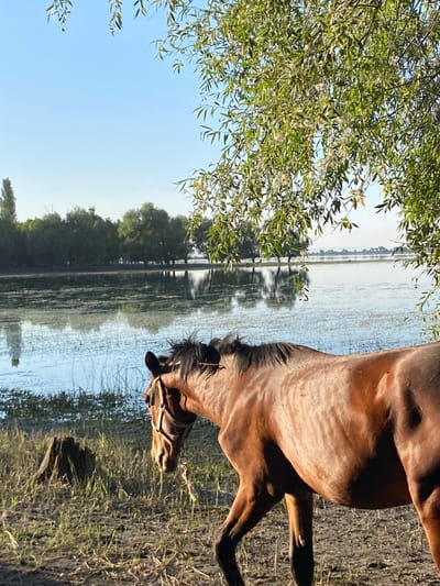 A brown horse stands on the muddy bank of a body of water. The horse is wearing a halter and has a rope lead attached. The water is calm and reflects the trees on the opposite bank. The sky is clear and blue, with some clouds visible. The area is undeveloped and appears to be a rural or natural setting. The location is not specified within the city of Рассвет, Kyrgyzstan.