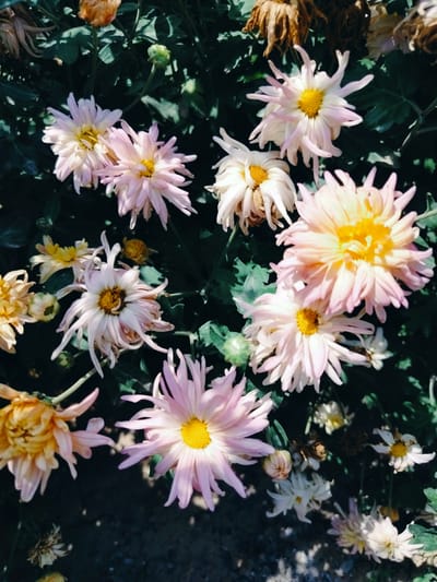 The image displays a close-up, overhead view of a cluster of chrysanthemums in bloom. The flowers exhibit a variety of petal shapes and sizes, with colors ranging from pale pink and cream to soft yellow and a few with dried, brown petals. The central disks of the flowers are typically yellow. The background consists of dark green foliage and shadows, suggesting an outdoor setting. There are no people, animals, or man-made objects visible in the frame. The scene appears to be a natural arrangement of flowers, likely in a garden or park, with no specific identifiable landmarks that would place it in Қарабұлақ, Kazakhstan.