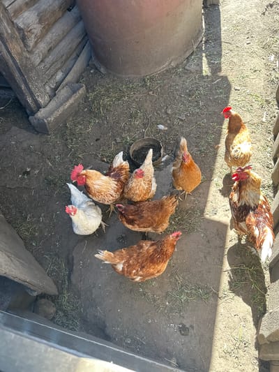 The image depicts a group of seven chickens in an outdoor enclosure, likely a farmyard, in Novoyeniseyka, Russia. The enclosure appears to be made of rough wooden structures and a large, weathered metal barrel. The ground is composed of dirt and sparse vegetation. The chickens are of various colors, including brown, white, and speckled brown and white. Some are facing the camera, while others are looking away. The scene is illuminated by sunlight, casting shadows on the ground. There are no people visible in the image. The overall impression is one of a rustic, rural setting.