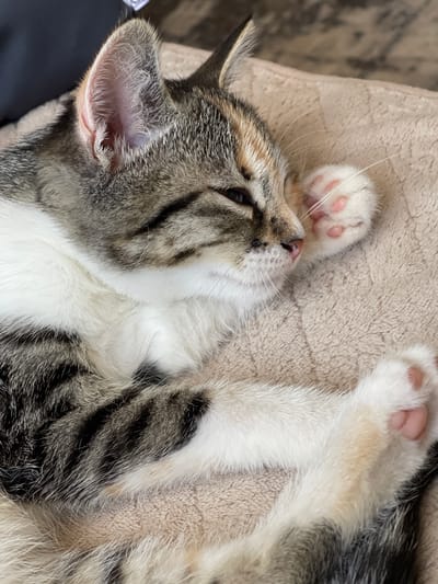 A close-up, high-angle shot shows a calico kitten sleeping on a soft, beige blanket. The kitten's head is tilted to the right, with its eyes closed and one paw tucked under its chin. Its fur displays a mix of gray, black, white, and orange tabby markings. The kitten's pink toe beans are visible on its raised paw. The background is a blurry beige blanket with a textured surface. There is no indication of the location being in the city of Sredny, Russia.
