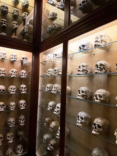 The image shows a display of human skulls in a museum. The skulls are arranged on glass shelves within wooden cabinets, illuminated by interior lighting. The overall impression is of a collection of anthropological specimens. The location is the Museo Canario in Las Palmas de Gran Canaria, Spain, which houses extensive collections related to the history and anthropology of the Canary Islands.