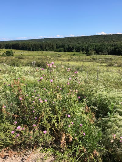 The image depicts a natural landscape with a clear blue sky and a treeline in the distance. In the foreground, there is a field of wildflowers, with prominent pink thistles and white clusters of smaller flowers. The terrain appears to be uneven, with patches of dry, brown vegetation and lighter-colored soil or gravel visible in the lower left corner. The environment suggests a rural or natural setting, possibly on the outskirts of Naumovka, Russia. There are no people or animals visible in the scene. The overall impression is one of a sunny day in a wild meadow.