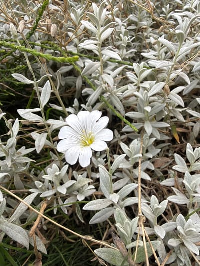 A white flower with delicate petals and a yellow center blooms amongst a dense thicket of silvery-grey foliage and dry, brown stems. The flower is the sole point of color in the otherwise muted scene. The surrounding plant material appears to be a low-lying shrub or ground cover, with tightly packed leaves and thin, dry branches. Green grass can be seen peeking through the base of the plants. The image does not depict any people or specific landmarks that would indicate a location within the city of Дорожный, Russia.