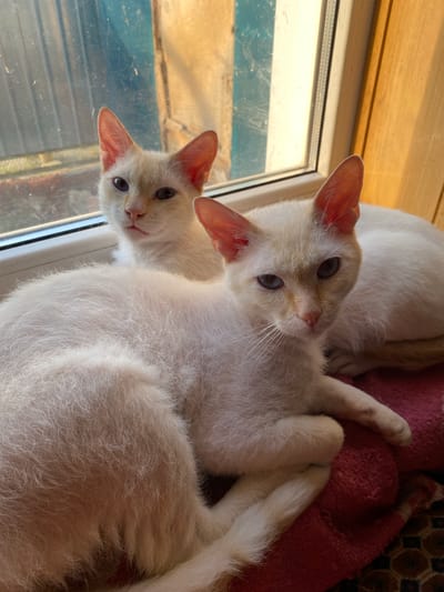 Two pale-colored cats are resting near a window. The window has a white frame, and the glass shows reflections of the outside. A light-colored wooden frame is above the window. The cats are nestled together on what appears to be a red blanket. The location is Oblivskaya, Russia.