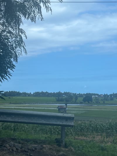This photograph captures a rural landscape in Bonto Manai, Indonesia. The scene is dominated by lush green rice paddies stretching towards a line of trees in the distance. The sky above is a pale blue, with scattered clouds. In the foreground, a metal guardrail runs horizontally across the image, partially obscuring a field of tall green plants, possibly corn. A small, rustic hut with a tin roof is visible in the mid-ground, situated among the rice fields. The overall impression is one of tranquility and agricultural life.