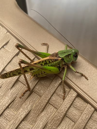 A close-up, eye-level, full-body shot captures a green grasshopper resting on a textured, beige surface. The grasshopper, positioned diagonally across the frame from the bottom left to the top right, displays its intricate anatomy. Its vibrant green head features dark eyes and prominent antennae that extend upwards. The thorax and abdomen are a mix of green and brown, adorned with dark, irregular markings. Its long, spiny legs are splayed out, with the hind legs appearing particularly robust. The background consists of a blurry, light-colored wall. The surface the grasshopper is on appears to be made of interwoven strips of material, possibly a plastic outdoor chair or furniture. No people are visible in the image, and no specific location within the city of Izberbash, Russia, can be identified.