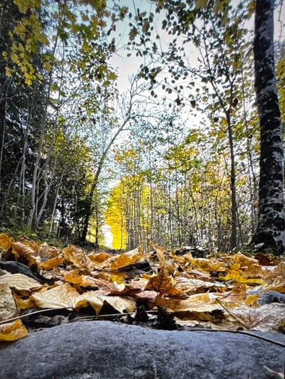 The image depicts a low-angle view of an autumnal forest floor carpeted with fallen leaves in various shades of yellow and brown. A path or clearing is visible in the distance, illuminated by dappled sunlight filtering through the trees, whose leaves are also turning yellow. The foreground features a large, grey, textured rock. The trees on either side of the path are bare or have sparse foliage, while denser trees with more leaves line the left side of the image. The overall scene suggests a natural setting, likely a park or forest area. The metadata for this image indicates it was taken in the city of Porrentruy, Switzerland. There are no people or animals present in the image, and no specific actions or interactions are depicted. The environment is clearly a forest during the autumn season.