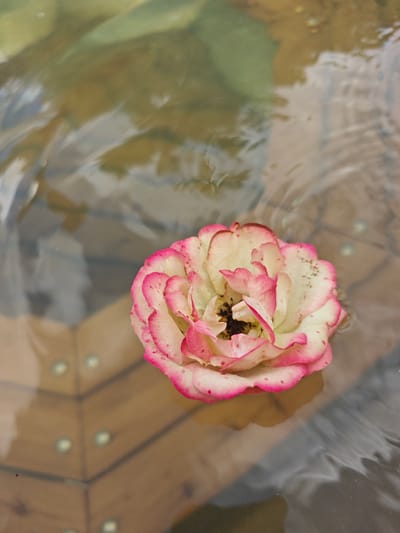 A single, cream-colored rose with pink-tipped petals floats on the surface of murky water. The rose is positioned in the center of the frame, its delicate petals fanned out. The water's surface is disturbed by ripples, reflecting the muted colors of the environment above. Beneath the water, a wooden surface with a geometric pattern is visible, marked by small, illuminated studs. The overall scene is still and appears to be located outdoors, with soft lighting suggesting natural illumination.