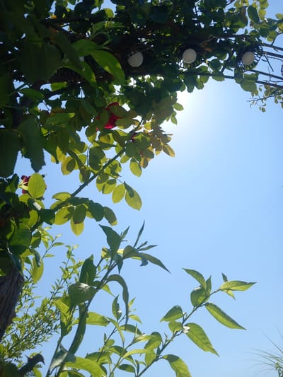 The image depicts a low-angle view of lush green foliage against a clear blue sky. The foreground is dominated by branches and leaves of various plants, some of which appear to be rose bushes given the presence of thorns and a hint of red from a possible flower. In the upper part of the image, a string of decorative lights with white bulbs encased in black metal cages is visible, suspended from a branch. The sun is shining brightly, creating a lens flare effect and casting a warm light on the leaves. The scene appears to be an outdoor setting, possibly a garden or a park, with the clear sky suggesting pleasant weather. The location is identified as Άγιος Νεκτάριος, Greece. There are no people or animals present in the image.
