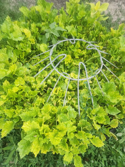 The image shows a top-down view of a plant with vibrant green and yellow leaves, likely a type of ground cover or ornamental plant, possibly in a garden setting. A thin, metallic wire structure, resembling a circular cage or support, is intertwined with the foliage. The plant's leaves are textured and lobed, with some showing signs of variegation or slight yellowing, which might indicate sunlight exposure or a specific cultivar. The background consists of blurred green foliage and a hint of what appears to be dry ground or gravel to the left, suggesting an outdoor environment. The lighting appears bright, indicating daylight, possibly mid-morning or afternoon. No people are visible, and no text is present in the image. The overall impression is of a lush, green plant being supported or contained by a metallic element, set against a natural outdoor backdrop. The location is Ushtobe, Kazakhstan.