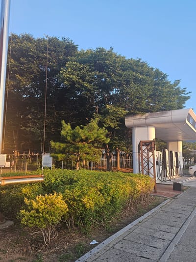 The image shows an outdoor scene, likely in Mungyeong-si, South Korea, featuring a row of electric vehicle charging stations under a canopy. The charging stations are white with black cables. Behind them is a large green hedge and a mature evergreen tree. Further back, dense foliage from larger trees forms a dark backdrop against a clear blue sky. A paved walkway runs alongside the charging stations and the hedge. A metal pole stands to the left of the frame, and a trash can is visible near the charging stations. The lighting suggests it is either early morning or late afternoon, with warm sunlight illuminating the hedge.