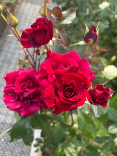 The image shows a close-up of several red roses in bloom, with some buds also visible. The roses are vibrant red and appear to be in various stages of opening, with one fully bloomed rose in the foreground exhibiting a classic spiral petal formation. The background is softly blurred, showing green foliage and hints of other flowers, including a pale yellow or white rose. The lighting suggests it is daytime, possibly a sunny day, casting soft shadows. The overall impression is one of natural beauty in a garden setting. The location is noted as "Перовское сельское поселение, Ukraine," suggesting a rural or semi-rural setting within that region. There are no people or specific human activities depicted in the image.