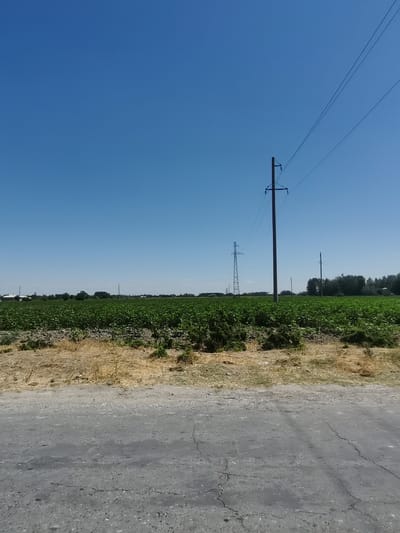 The image depicts a rural landscape in Chelak, Uzbekistan, under a clear blue sky. In the foreground, a cracked asphalt road runs horizontally across the frame. Beyond the road lies a field of green crops, appearing lush and healthy. A strip of dry, golden grass separates the road from the cultivated field. In the middle ground, several tall power line poles stand with wires extending across the sky. In the background, a line of trees and some distant buildings are visible. The scene is static, with no people or animals present. The overall impression is one of a sunny day in an agricultural area.