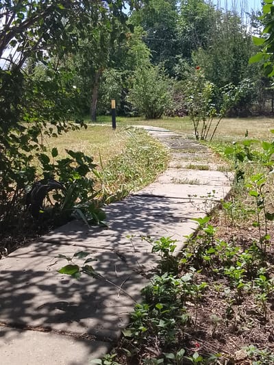 The image depicts a concrete pathway winding through a garden or park area. The pathway is composed of irregular concrete slabs and is flanked by overgrown grass and small green plants. Shadows from tree foliage are cast across the pathway. In the background, there are various trees and bushes, and a yellow and black post is visible to the left. A small red object, possibly a flower or a berry, is visible among the foliage on a bush in the middle ground. The overall scene suggests a sunny day in an outdoor setting. The provided coordinates indicate the location is in the vicinity of Жалпақсай, Kazakhstan.