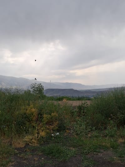 The image depicts a landscape scene with mountains in the background under a cloudy sky. Two birds are visible in flight against the sky. In the foreground, there is lush green vegetation, including tall grasses and smaller plants, with a dirt path on the right side. The lighting suggests it is either early morning or late afternoon, with diffused light due to the overcast conditions. The overall mood of the image is serene and natural. No people or text are visible. The location is Vernashen, Armenia.