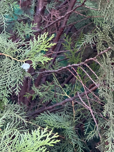 This media file is a close-up photograph of the foliage and branches of a conifer tree, likely a cypress or juniper, given the scale-like, flattened needles and the overall texture of the branches. The scene is dominated by varying shades of green, from the brighter, almost lime green of new growth in the foreground to the darker, more subdued greens of older foliage in the background. Interspersed among the green needles are thin, woody branches, some appearing rough and gray, while others are smoother and have a reddish-brown hue. The branches are densely packed, creating a layered effect and suggesting the interior of a bush or tree.

In the center of the image, on one of the bright green branches, rests a small, light blue object. It appears to be a single, fuzzy petal or perhaps a piece of lint, contrasting with the natural textures of the plant. The background is out of focus and dark, hinting at a shadowy or obscured environment, possibly indicating that the photograph was taken in a shaded area or during lower light conditions. The depth of field is shallow, drawing attention to the details of the branches and needles in the foreground.

There is no visible text in the image, and the time of day or weather conditions cannot be definitively determined from the visual information alone, though the lighting suggests it could be overcast or late afternoon. The setting is likely a garden, park, or natural wooded area where such trees are cultivated or grow wild. The image does not depict any people or animals, nor does it capture any specific event or action. The overall impression is one of close observation of plant life, with the small blue object adding a subtle, unexpected element to the otherwise natural scene. The location context provided is Qoyankus, Kazakhstan.