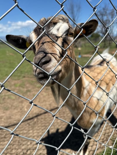 A close-up, medium shot captures a brown and white goat peering through a chain-link fence. The goat's face is central, with its snout and the area around its eyes clearly visible. Sunlight casts shadows on its fur and through the fence. In the background, a grassy field stretches out under a bright blue sky with scattered clouds. The environment suggests an outdoor enclosure, possibly on a farm or in a rural setting. The location is not specified within the image itself, but the prompt requests it be noted as Malo Buchino, Bulgaria. The scene is static, with no discernible actions or interactions taking place beyond the goat's gaze through the fence.