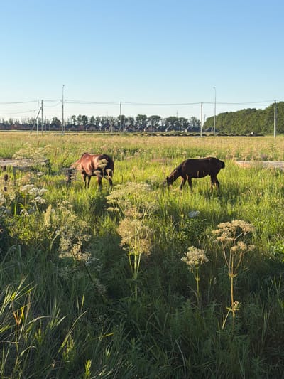In a sun-drenched field in Yuzhny, Russia, two horses graze amidst tall, green grass and wild foliage. The scene is bathed in the warm glow of late afternoon or early morning sun, casting long shadows and highlighting the dew on the plants. The sky is a clear, bright blue, suggesting fair weather.

In the background, a line of houses, likely residential, is visible, interspersed with trees and punctuated by utility poles with power lines. This juxtaposition of natural landscape and suburban elements hints at the edge of a rural or semi-rural area. The horses appear calm and content, peacefully engaged in their meal. One horse is a dark brown, while the other is a lighter reddish-brown. The tall grasses and flowering plants create a sense of natural abundance and tranquility. The image captures a serene moment in the Russian countryside.