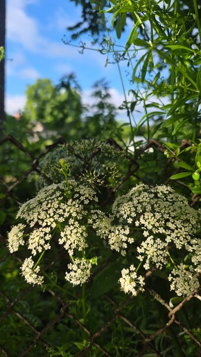 This is a close-up, eye-level, vertical shot of delicate white flowers with small petals arranged in umbels, appearing to be near a chain-link fence. The flowers are in focus in the foreground, with a rusty chain-link fence partially obscuring them and creating a diamond-patterned overlay. Behind the fence and flowers, lush green foliage and trees are visible, with a bright blue sky with scattered white clouds in the background. The scene suggests an outdoor setting, possibly a garden or a wild area, within Krauja, Latvia. No people or animals are present in the image.