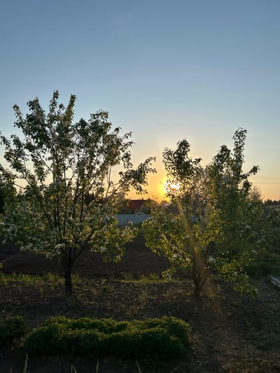 The image depicts a rural scene at sunset. Two flowering trees dominate the foreground, partially obscuring the setting sun. The sky is a gradient of blue to orange. In the background, a building with a red roof and white walls is visible. The ground appears to be a combination of tilled soil and grassy areas. The image does not provide any information to indicate it is in Bashur, Russia.