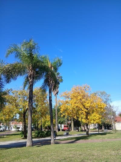 The image depicts a street scene in Virreyes, Argentina, characterized by a blue sky with palm trees on the left and deciduous trees with yellow leaves on the right. A paved pathway or road runs between the trees. A red vehicle is parked along the road. Buildings are visible in the background, and a grassy area borders the pathway.
