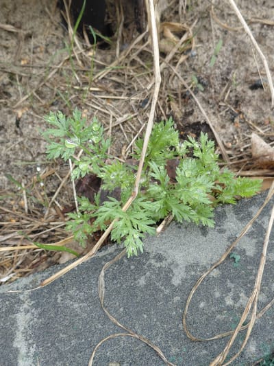 The image displays a close-up, overhead view of a small, vibrant green plant growing in an outdoor setting in Nadym, Russia. The plant features deeply lobed, fern-like leaves and is covered in numerous tiny water droplets, indicating recent rain or dew. It emerges from sandy, light brown soil that is interspersed with dry, light-colored grass and straw-like debris. To the right of the plant, a dark gray, coarse-textured surface, possibly a concrete slab or stone, occupies a significant portion of the frame. Several thin, dried, light brown strands, appearing to be dead plant stems or roots, are draped across both the soil and the gray surface. The lighting suggests it is daytime. No human activity or visible text is present.