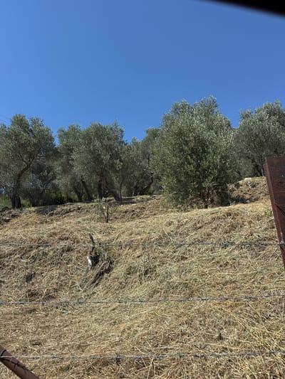 An outdoor, low-angle, medium shot captures a dry, grassy hillside under a clear blue sky. A row of olive trees lines the crest of the hill, their dark green foliage contrasting with the muted tones of the dry grass. In the foreground, a barbed-wire fence runs horizontally across the frame, with a rusty metal post visible on the right. The ground is covered in a thick layer of dry, golden grass, with some exposed rocky soil and a few small branches. The overall impression is one of a sun-drenched, arid landscape. The location is identified as Sustaš, Montenegro.