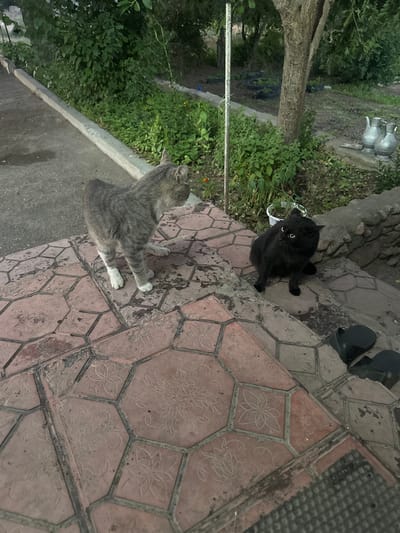 In a scene set in the Sarymoldayev rural district of Kazakhstan, two cats are the central subjects. One is a black cat with bright, wide eyes, perched on patterned paving stones. Beside it, a grey tabby cat with white paws sits facing away from the camera, looking towards lush green foliage.
The paving stones are a prominent feature, exhibiting a repeating floral pattern within hexagonal and octagonal tiles, some showing signs of wear. To the right of the cats, a black sandal rests on the pavement. In the background, the scene transitions from the paved area to a natural setting with dense greenery and a tree trunk. Further in the background, on a slightly raised area, two metallic vessels resembling teapots are visible amongst scattered stones and more vegetation. A thin, metallic rod runs horizontally across the lower part of the image, extending from the left into the foliage.
The lighting suggests it might be daytime, though the overall atmosphere feels slightly subdued, perhaps indicating overcast weather or early evening. No human subjects are visible, and no text is present in the image. The interaction, or lack thereof, between the two cats, along with their curious gazes, hints at a moment of quiet observation within their environment.