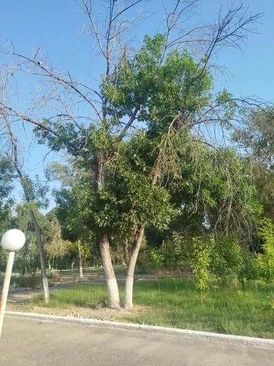 A wide-angle, eye-level, outdoor, vertical shot captures a park-like setting in Katartal, Uzbekistan. The focal point is a mature tree with a split trunk, its lower sections whitewashed. The tree exhibits a mix of lush green foliage on the right and numerous bare, spindly branches on the left, reaching towards a clear blue sky. In the foreground, a paved pathway curves along the bottom edge of the image, bordered by a low, grey concrete curb with a few loose stones. To the left, a tall, white lamppost with a spherical light fixture stands prominently. The background consists of a dense area of green trees and grass, with some thinner, sapling-like trees planted in rows. The overall impression is of a public outdoor space on a bright, clear day.