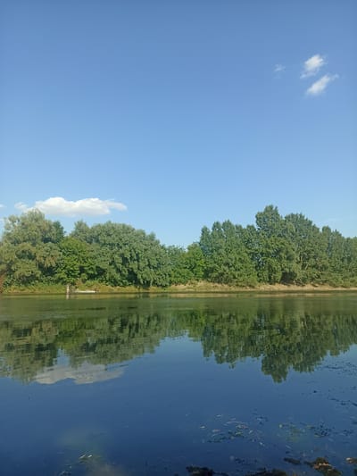 This is a vertical, eye-level shot of a serene riverbank scene in Korotnoye, Moldova. The top half of the image is dominated by a clear, bright blue sky with a few scattered, fluffy white clouds. Below the sky, a dense line of lush green trees forms a natural boundary along the far bank of a calm river. The trees are varied in height and density, with some appearing taller and more mature than others, creating a textured green wall.
The river itself occupies the bottom half of the image. Its surface is dark and reflects the trees and sky, creating a mirror image that is slightly distorted by ripples. The water appears still and deep. Some scattered organic debris, like leaves and what might be algae, is visible on the surface and in the shallow edges of the water in the foreground.
The scene appears to be set in the late morning or early afternoon, judging by the bright sunlight and clear skies. The overall mood is peaceful and natural, evoking a sense of tranquility. There are no people or distinct objects clearly visible on the riverbank or in the water, except for a small, dark shape that might be a bird or a person sitting by the water's edge, and a small wooden structure near the trees on the left. The landscape suggests a rural or natural setting, typical of a river in a non-urban area. No text is visible in the image.