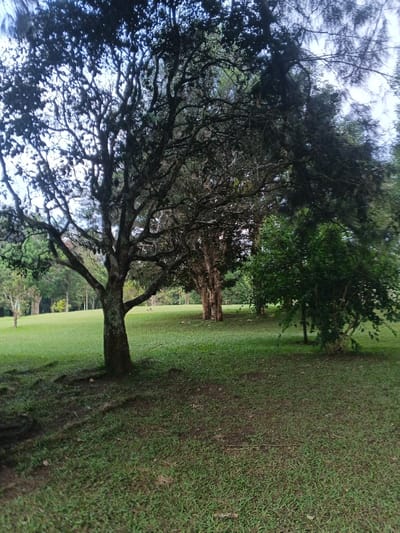 Lush green grass blankets a gently sloping landscape, punctuated by mature trees casting dappled shadows. The foreground features a large, gnarled tree with exposed roots. Beyond it, several trees line the horizon, creating depth. The scene evokes a sense of tranquility and natural beauty. The lighting suggests either early morning or late afternoon, with soft shadows and diffused light.